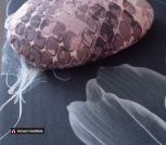 Портновский окорок для утюжки 