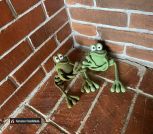 Лягушка подружка