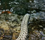 Хребет дракона_1