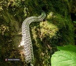 Хребет дракона_2