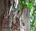 Лунная нить_1