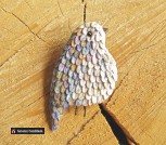 il_570xN.1226076754_dv3f