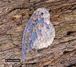 il_570xN.1226076904_md0f