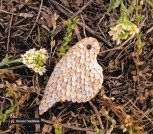 il_570xN.1273304563_s2bi