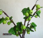 Крыжовник333