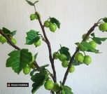 Крыжовник33