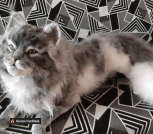 20220318_161304-ANIMATION