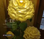 IMG_20230528_115238_269