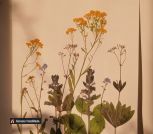 IMG_20230621_132629_507