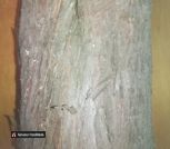 Можевельник_1