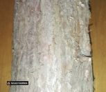 Можевельник_2