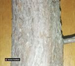 Можевельник_4