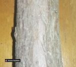 Можевельник_5