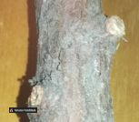 Можевельник_6