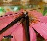 I_7SvBEdG7f1pZP4I5jlsYRry01r2iojMhY3vTp-Vh3O3ADjyieeMsZnzWX6I7SKPO4shWN9hm3DkWZ4uwrdhHn-