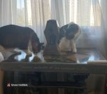 123625e4-f9b9-40d4-89ad-62be521f1078