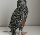 141